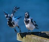 止咳化痰的中药