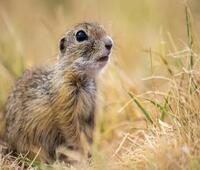 岩白菜能治气管炎