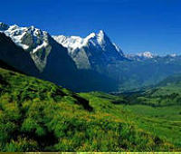 竹笋泡菜怎么做