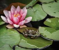 荣耀畅玩20怎么恢复出厂设置