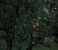 怎么把录好的声音加视频里